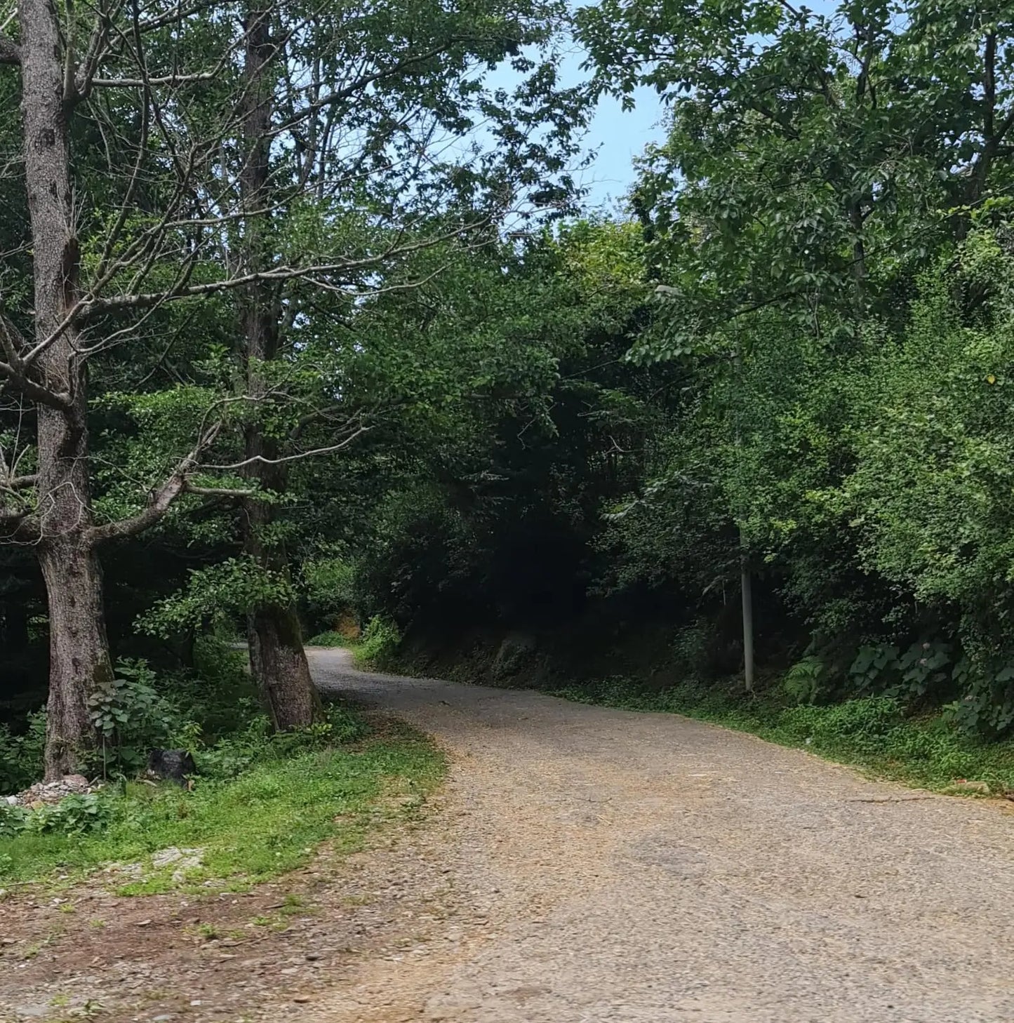trip to georgia